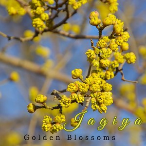 Golden Blossoms