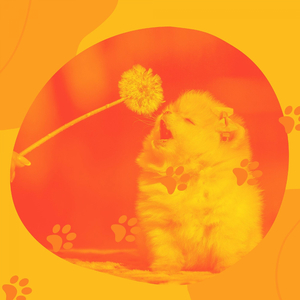 Sprightly Calming Your Dog