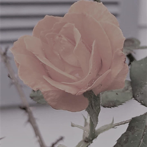 What I'm Trying to Say