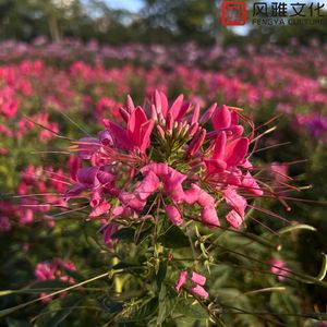 繁华街巷拥挤的人潮