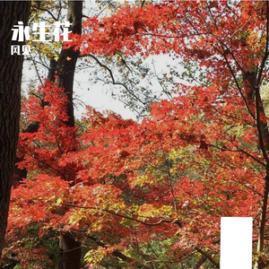 永生花（Prod.by 玩具士兵)