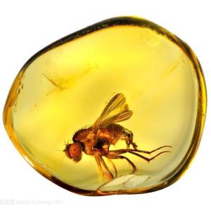 《琥珀里的传呼机》