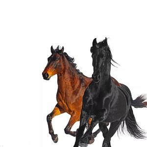 Old Town Road（翻自 Walk off the Earth）