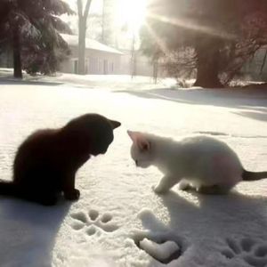 一起去看雪是你的谎言