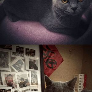 Redvox-AUDIting（azmat-Bag remix）