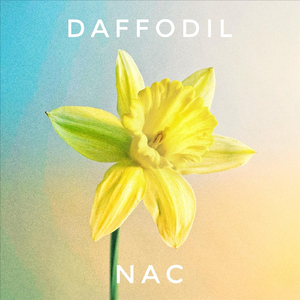 Daffodil