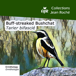 Buff-streaked Bushchat-Tarier bifascié-Campicoloides bifasciatus 1 (Ornithology-Ornthologie)