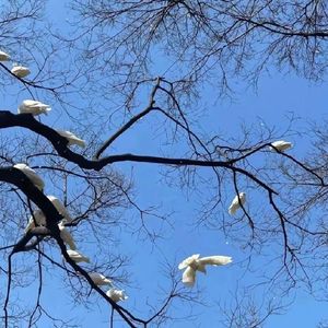 冬季恋曲的忧郁