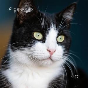 夜猫（Cover 张蔷）