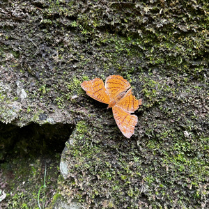 浴室&海浪（cover）