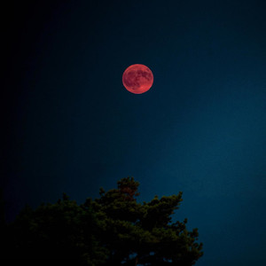 黄花梨你又来喽