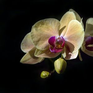 Oneness