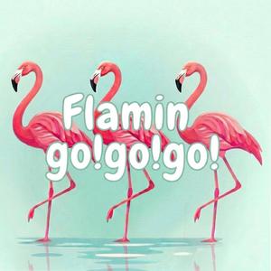 フラミンゴーゴーゴー！