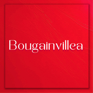 Bougainvillea