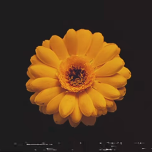 花の名残リ(Remaining Flower)(cover星界)