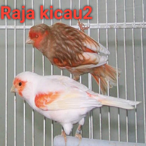 Burung Kenari Tetep Ngerol Walau Galau