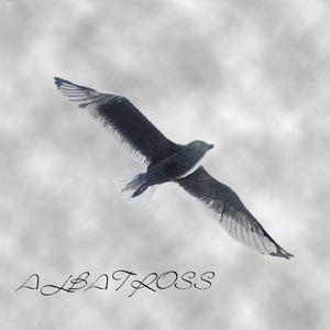ALBATROSS