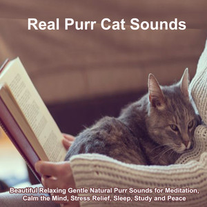 Real Purr Cat Sounds