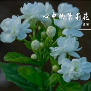 心中的茉莉花