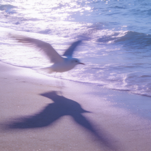 你不必是一朵花