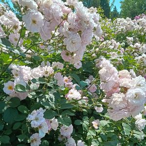 炽热的梦（纯音乐）