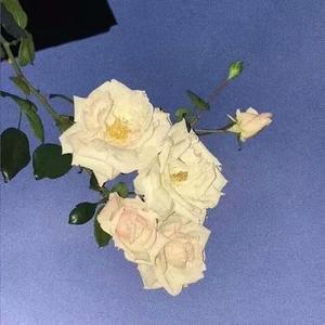 瓜瓜(prod by.NeonMusic)