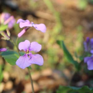 父亲写的散文诗（翻自 李健）