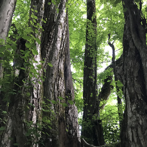 catch me in the world