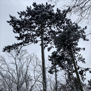Snowfall