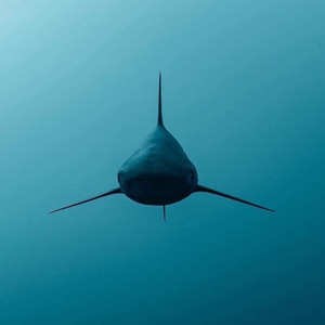 Requin