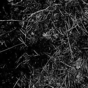 Fjäriln (Acoustic Version)