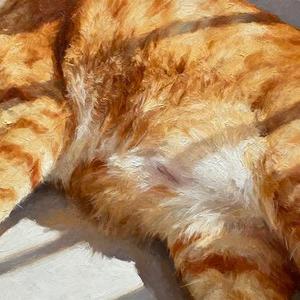 慵懒的猫