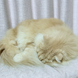 2月 (feat. 彩澄しゅお)