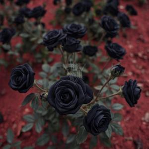 SCHWARZER ROSENSTRAUß