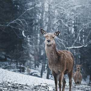 我只想让你和我一起