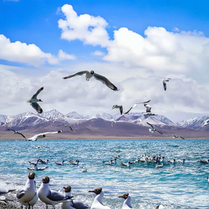 想格桑花一样绽放