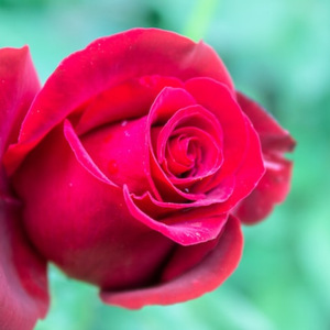 Aku Ikhlas Melepaskanmu