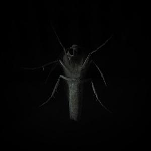 Hexapod