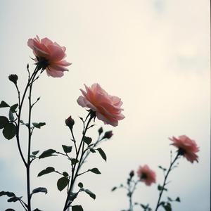 Coffee & Midnight Calls (feat. Elias Boutros)