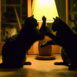 ちいさなおいかけっこ