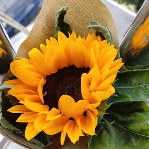 花夏（2022重制版）