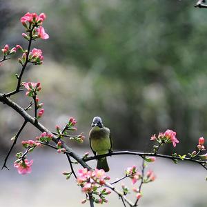 自备一篇墓志铭（唱：Avent）（Cover 千本樱）