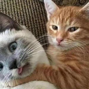 二哥！我要吃饭