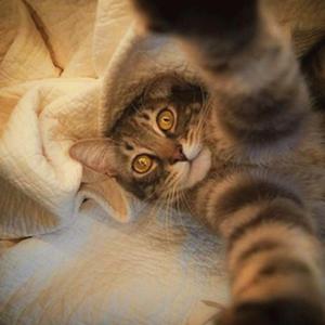 化妆舞会（翻自 古典乐）