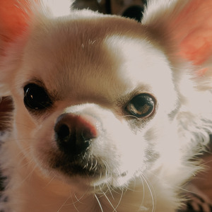 Геолокация