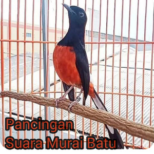 Pancingan Suara murai Batu