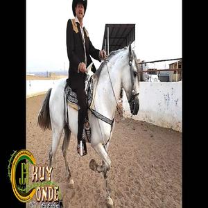 Caballo Palomino