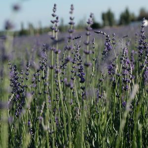 仗剑天涯逍遥歌