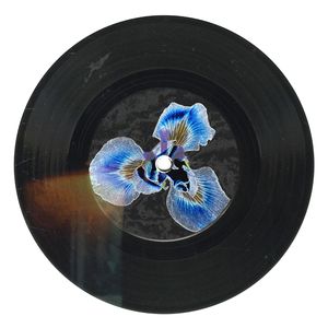 iris