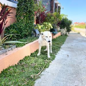Pentadog
